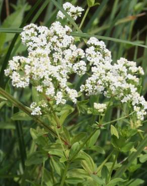 Fotografia 1 da espécie Galium broterianum no Jardim Botânico UTAD