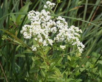 Fotografia da espécie Galium broterianum