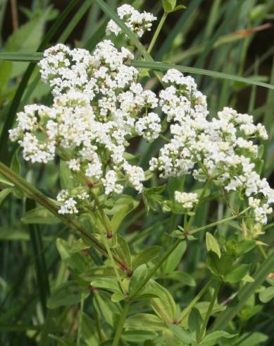 Fotografia de capa Galium broterianum - do Jardim Botânico