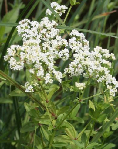 Fotografia de capa Galium broterianum - do Jardim Botânico