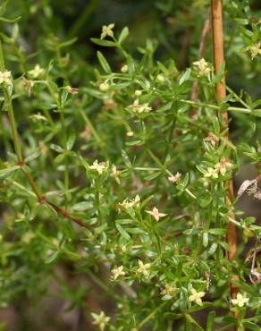 Fotografia 6 da espécie Galium divaricatum no Jardim Botânico UTAD