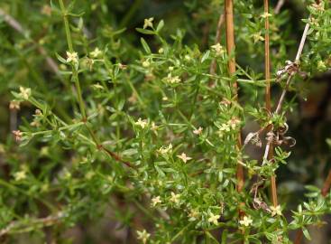 Fotografia da espécie Galium divaricatum