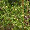 Fotografia 6 da espécie Galium divaricatum do Jardim Botânico UTAD