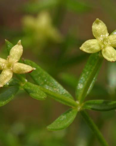 Fotografia de capa Galium divaricatum - do Jardim Botânico