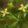 Fotografia 1 da espécie Galium divaricatum do Jardim Botânico UTAD