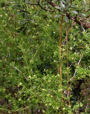 Fotografia 7 da espécie Galium divaricatum no Jardim Botânico UTAD