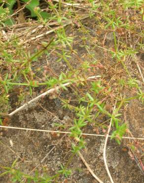 Fotografia 8 da espécie Galium divaricatum no Jardim Botânico UTAD