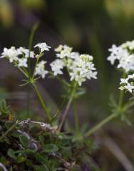 Galium rotundifolium