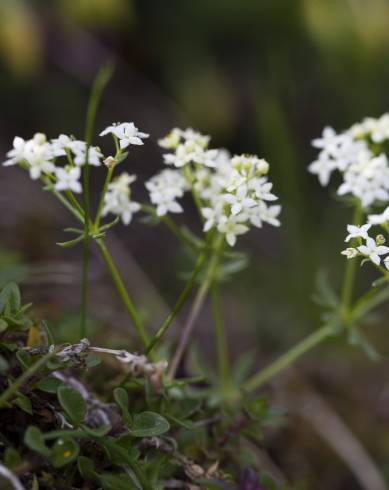 Fotografia de capa Galium rotundifolium - do Jardim Botânico