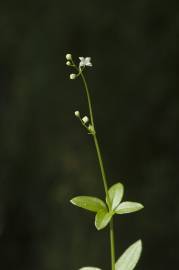 Fotografia da espécie Galium rotundifolium