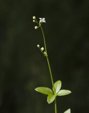 Fotografia 2 da espécie Galium rotundifolium no Jardim Botânico UTAD