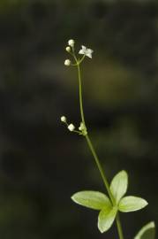 Fotografia da espécie Galium rotundifolium