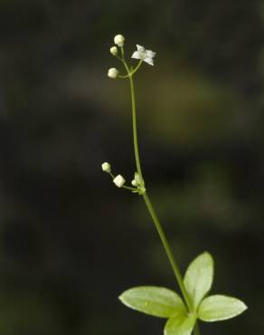 Fotografia 3 da espécie Galium rotundifolium no Jardim Botânico UTAD