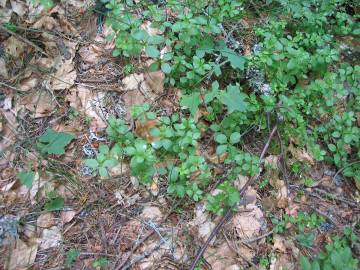 Fotografia da espécie Galium rotundifolium