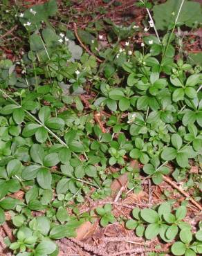 Fotografia 5 da espécie Galium rotundifolium no Jardim Botânico UTAD