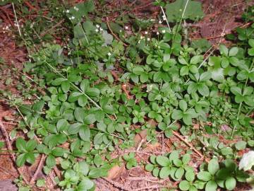 Fotografia da espécie Galium rotundifolium