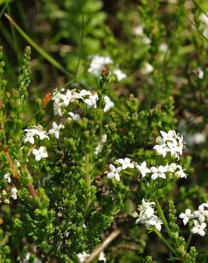 Fotografia 5 da espécie Galium saxatile no Jardim Botânico UTAD