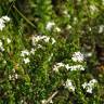 Fotografia 5 da espécie Galium saxatile do Jardim Botânico UTAD