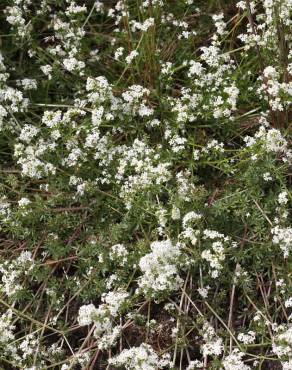 Fotografia 7 da espécie Galium saxatile no Jardim Botânico UTAD