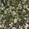 Fotografia 7 da espécie Galium saxatile do Jardim Botânico UTAD