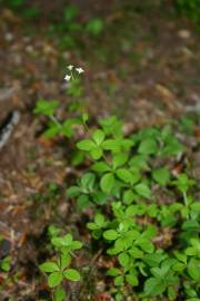 Fotografia da espécie Galium rotundifolium