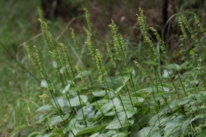 Fotografia da espécie Gennaria diphylla