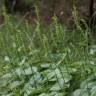 Fotografia 1 da espécie Gennaria diphylla do Jardim Botânico UTAD