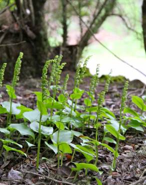 Fotografia 7 da espécie Gennaria diphylla no Jardim Botânico UTAD