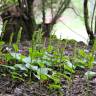 Fotografia 7 da espécie Gennaria diphylla do Jardim Botânico UTAD