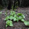 Fotografia 9 da espécie Gennaria diphylla do Jardim Botânico UTAD