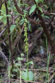 Fotografia da espécie Gennaria diphylla