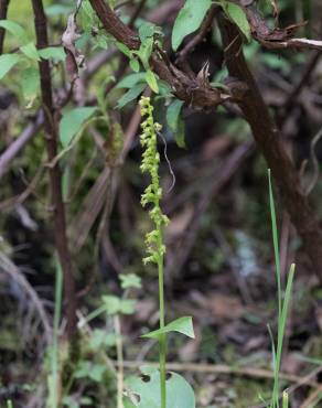 Fotografia 10 da espécie Gennaria diphylla no Jardim Botânico UTAD