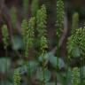 Fotografia 11 da espécie Gennaria diphylla do Jardim Botânico UTAD