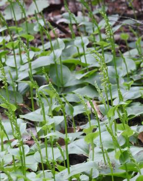 Fotografia 13 da espécie Gennaria diphylla no Jardim Botânico UTAD