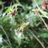 Fotografia 6 da espécie Geum urbanum do Jardim Botânico UTAD