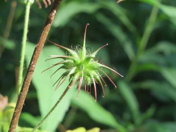 Fotografia da espécie Geum urbanum