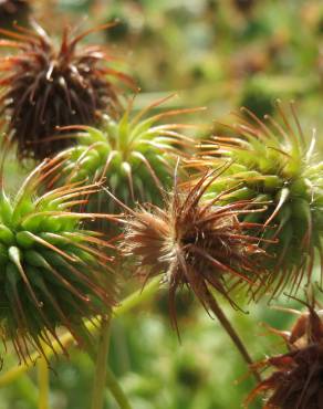 Fotografia 10 da espécie Geum urbanum no Jardim Botânico UTAD