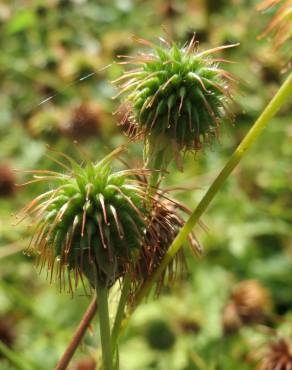 Fotografia 11 da espécie Geum urbanum no Jardim Botânico UTAD