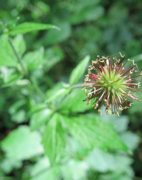 Fotografia 13 da espécie Geum urbanum no Jardim Botânico UTAD