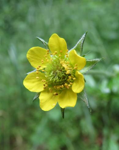 Fotografia de capa Geum urbanum - do Jardim Botânico