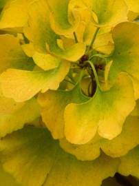 Fotografia da espécie Ginkgo biloba