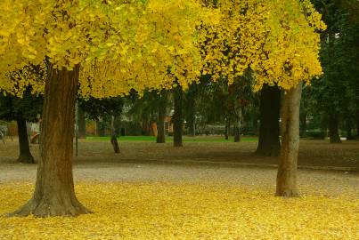 Fotografia da espécie Ginkgo biloba