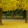 Fotografia 8 da espécie Ginkgo biloba do Jardim Botânico UTAD