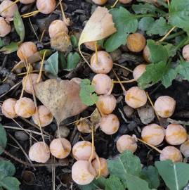 Fotografia da espécie Ginkgo biloba