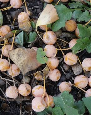 Fotografia 9 da espécie Ginkgo biloba no Jardim Botânico UTAD