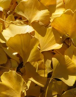 Fotografia 10 da espécie Ginkgo biloba no Jardim Botânico UTAD