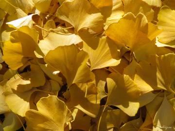 Fotografia da espécie Ginkgo biloba