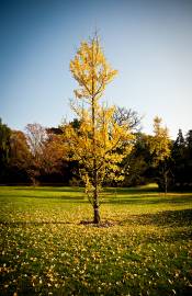 Fotografia da espécie Ginkgo biloba