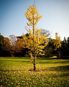 Fotografia 1 da espécie Ginkgo biloba no Jardim Botânico UTAD