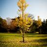 Fotografia 1 da espécie Ginkgo biloba do Jardim Botânico UTAD